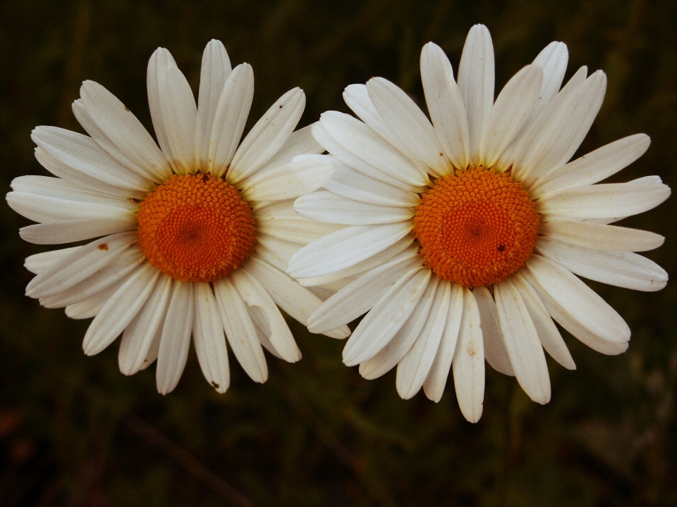 Nature fleurir usine blanc