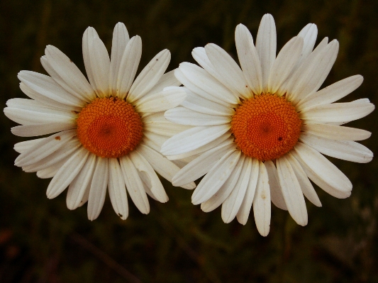 Nature blossom plant white Photo