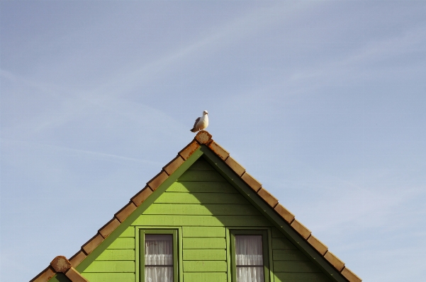 Nature bird sky roof Photo