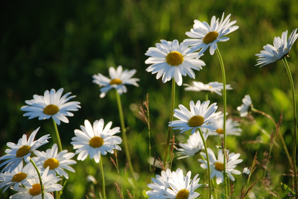 Natura erba fiore pianta