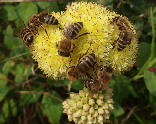 植物 花 野生動物 花粉 写真