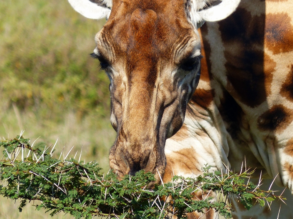 Grass meadow wildlife horn