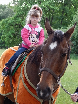 Girl animal horse rein Photo