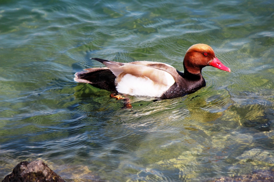 Agua naturaleza pájaro lago