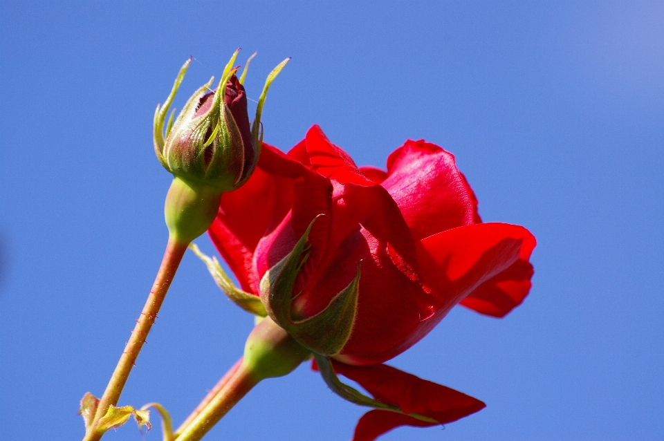 Blossom plant sky flower