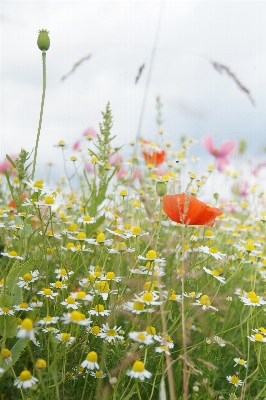 Nature grass blossom plant Photo