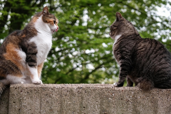 時計 意見 壁 猫 写真