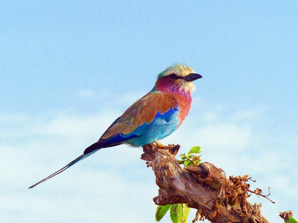 Nature branch bird wildlife