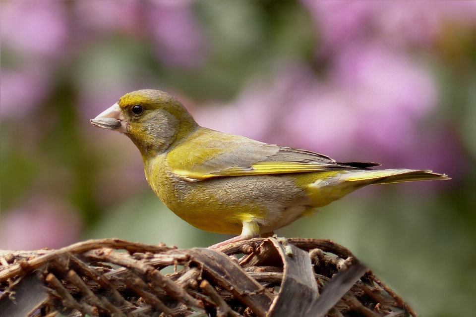 Naturaleza pájaro fauna silvestre pico