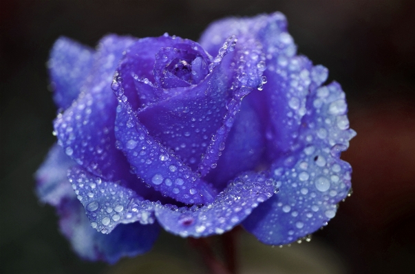 Nature blossom dew plant Photo