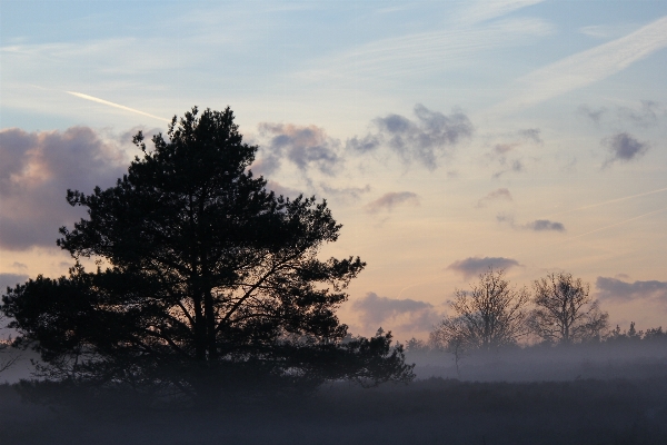 Landscape tree nature forest Photo