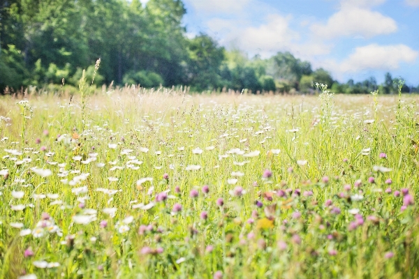 Nature grass outdoor plant Photo