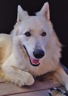 Foto Cane animale mammifero lupo