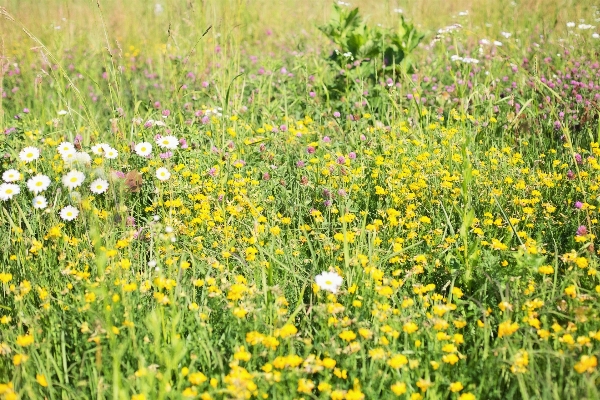 Nature grass outdoor plant Photo