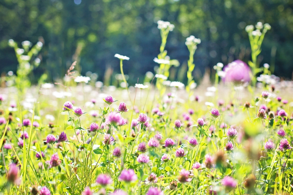 Natur gras draussen blüte