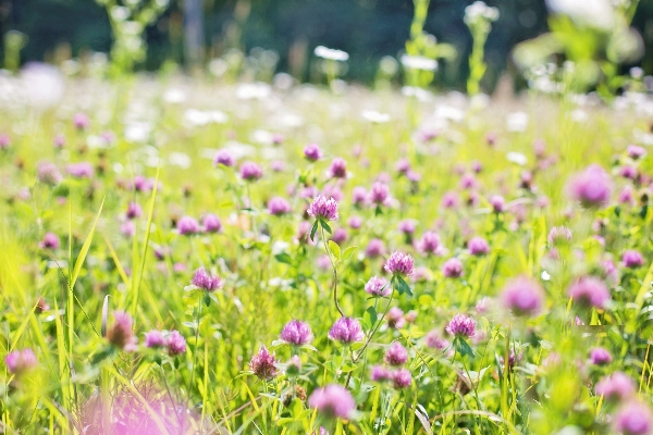 Nature grass outdoor blossom Photo