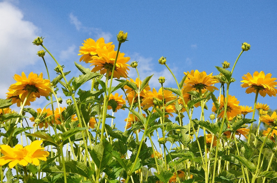 Natureza florescer plantar campo