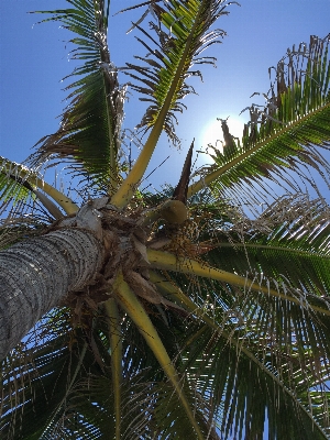 Landscape coast tree nature Photo