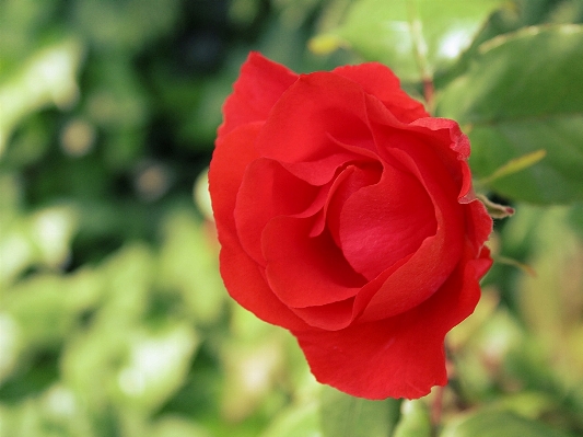 Nature blossom plant flower Photo