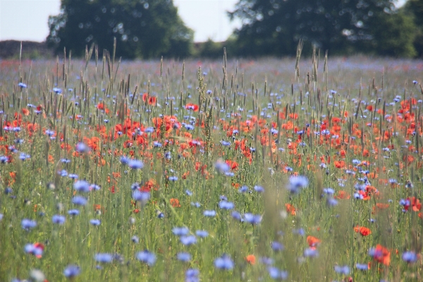 Nature grass plant field Photo