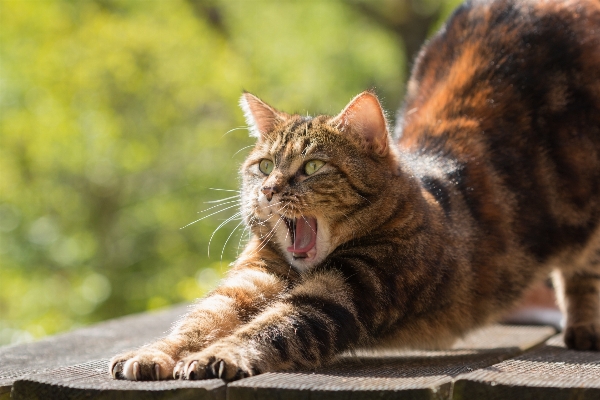 動物 かわいい ペット 子猫 写真