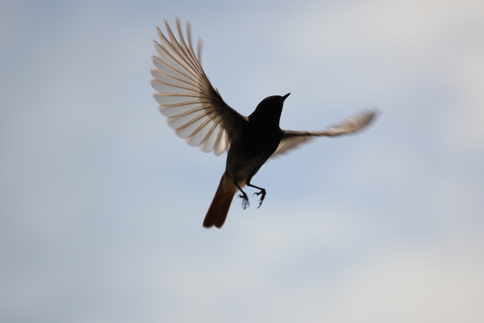 Vogel flügel himmel tier