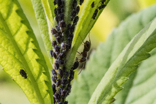 自然 草 植物 写真撮影 写真