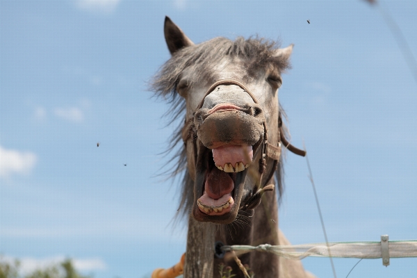 Animal camel horse mammal Photo