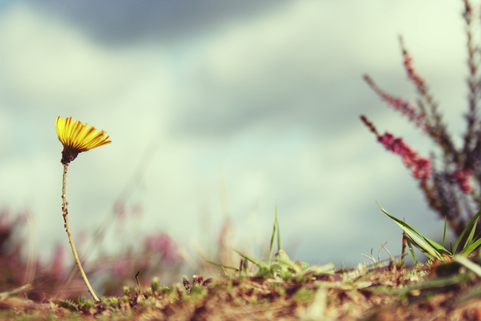 Natura erba fiore pianta