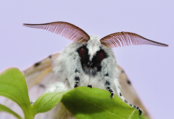 Foto Natureza pássaro asa plantar