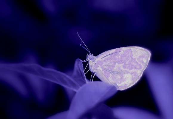 Nature wing plant photography Photo