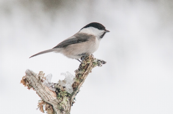 Natur zweig vogel flügel Foto