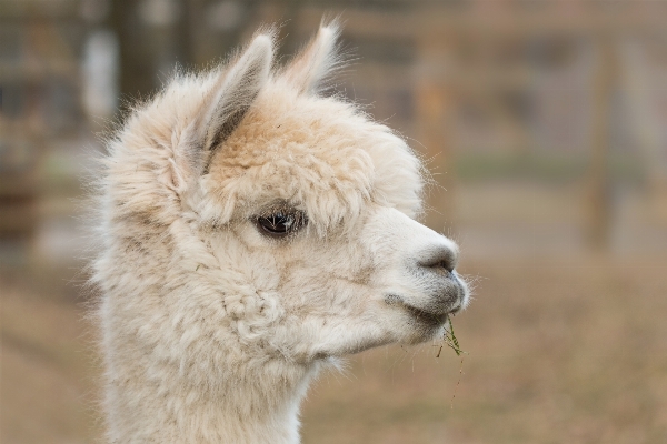 Animal camel pasture mammal Photo