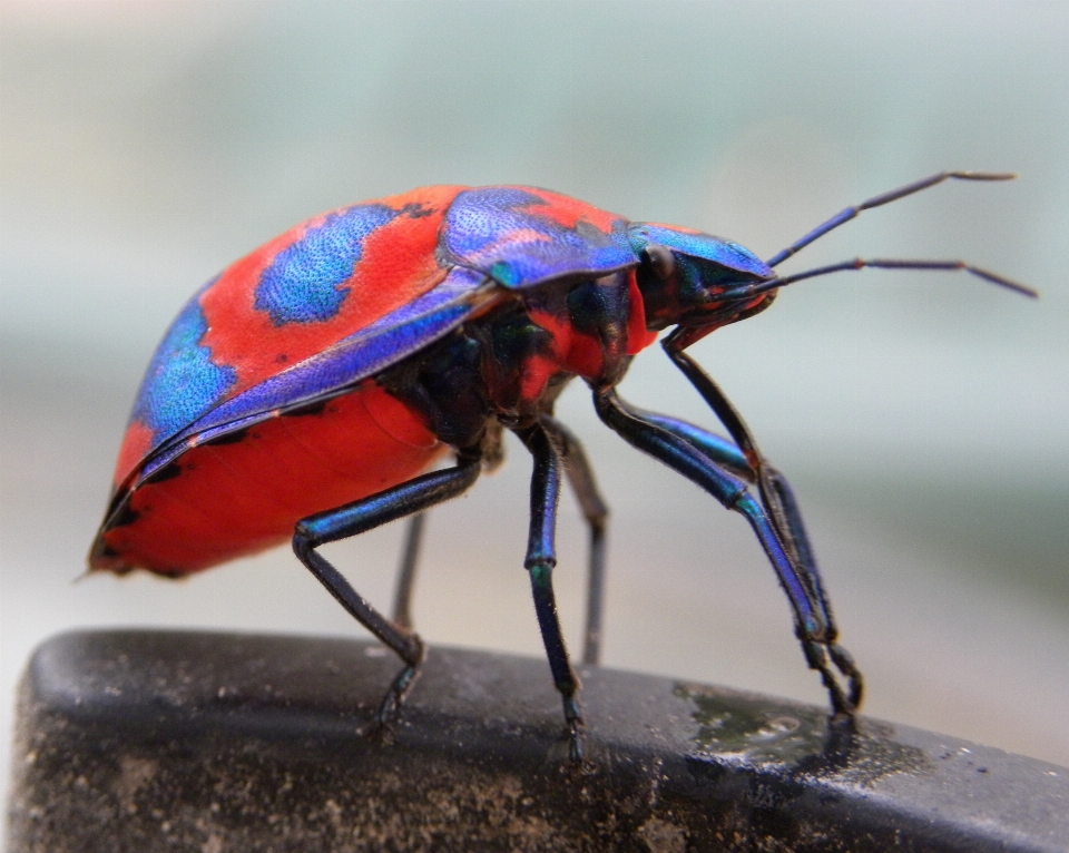 Nature colourful insect bug