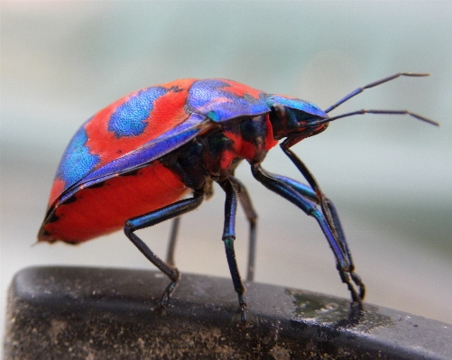 Nature colourful insect bug Photo