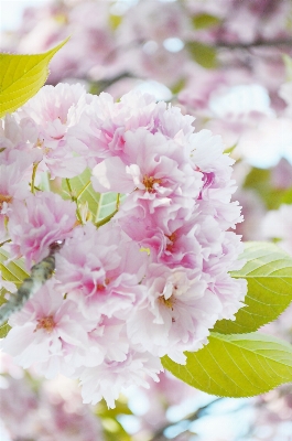 Branch blossom plant wood Photo