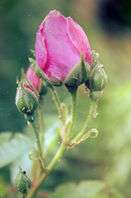 Nature blossom plant photography