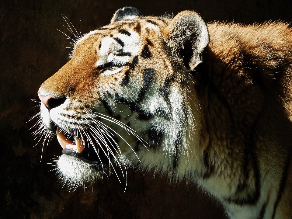 動物 野生動物 野生 動物園