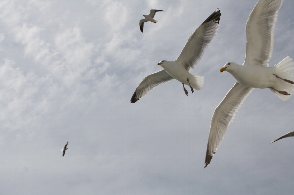 Foto Burung sayap langit satwa