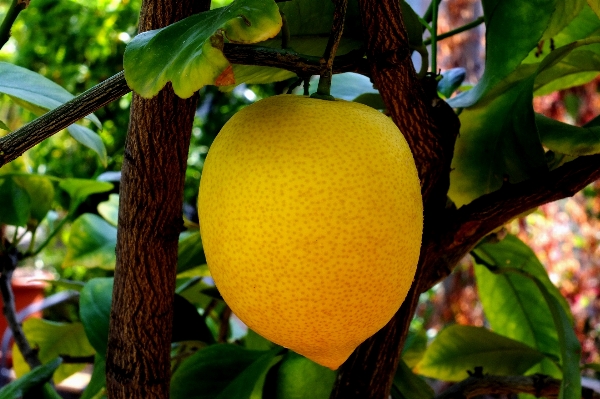 Branch plant fruit flower Photo