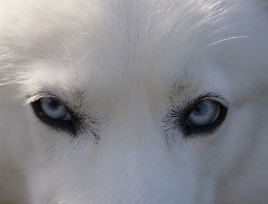 White dog animal looking Photo