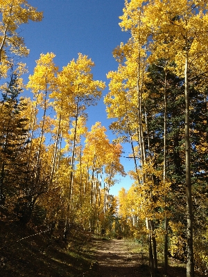 Landscape tree nature forest Photo