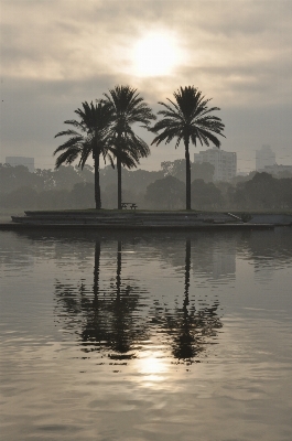 Photo Paysage mer arbre eau