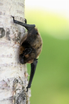 Nature branch wing animal Photo