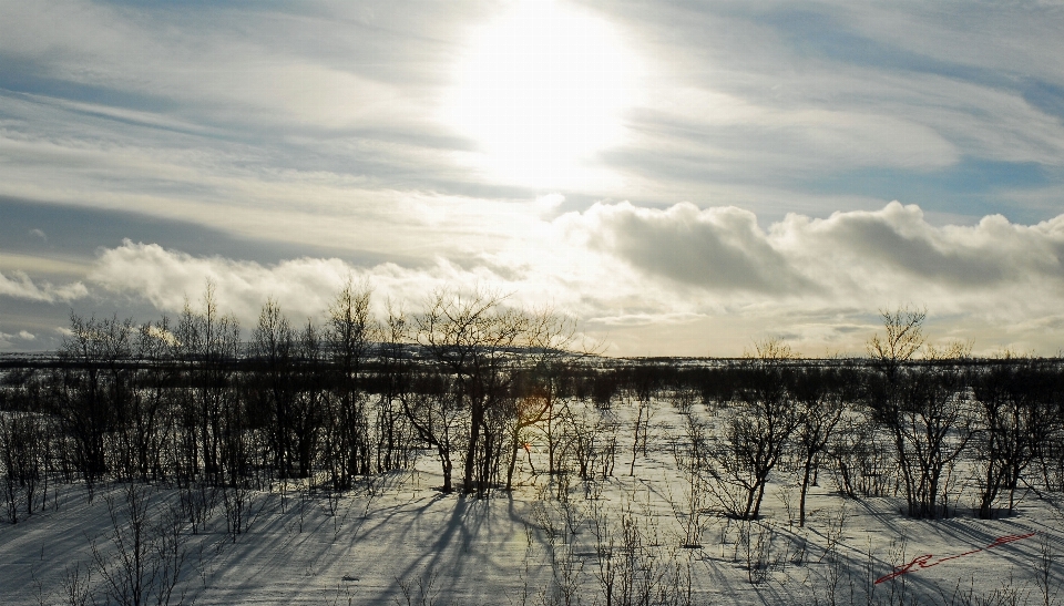 Landscape nature horizon marsh