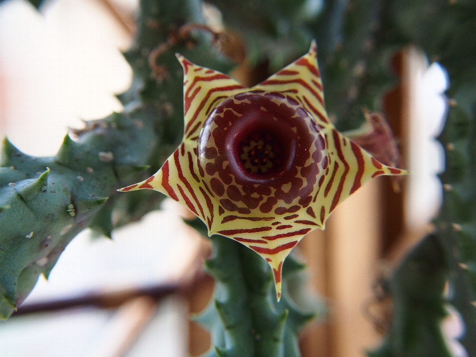 Fiore cactus
 pianta foglia