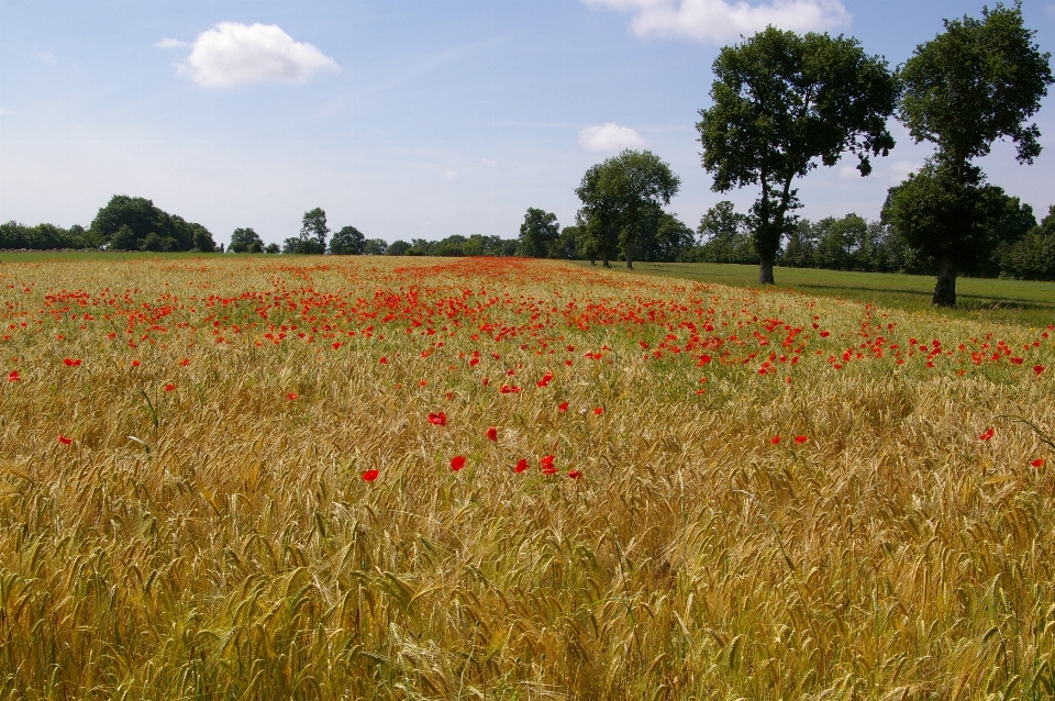 Krajobraz natura trawa zakład