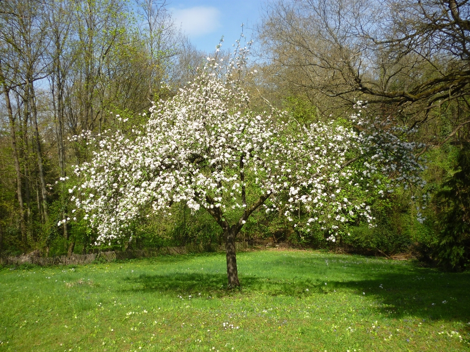 Apple árbol naturaleza rama