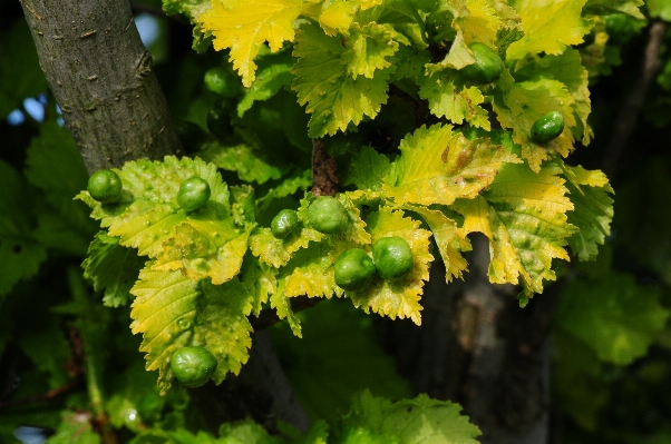 Tree branch plant grape Photo