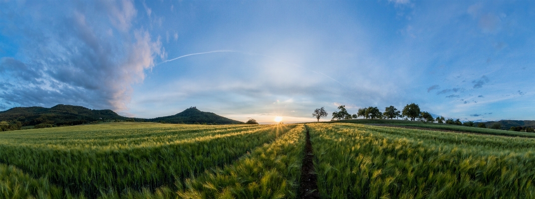 風景 自然 草 地平線 写真